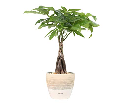 Algopix Similar Product 2 - Costa Farms