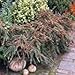 Algopix Similar Product 11 - ENVIDESO  Cran Cotoneater Buh Seed