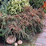Algopix Similar Product 17 - ENVIDESO  Cran Cotoneater Buh Seed