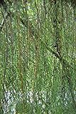 Algopix Similar Product 18 - ENVIDESO  Cupreu macrocarpa aligna