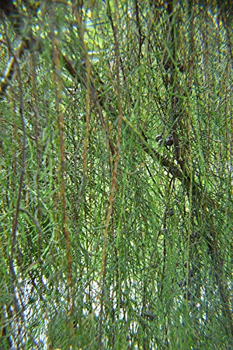 Algopix Similar Product 20 - ENVIDESO  Cupreu macrocarpa aligna