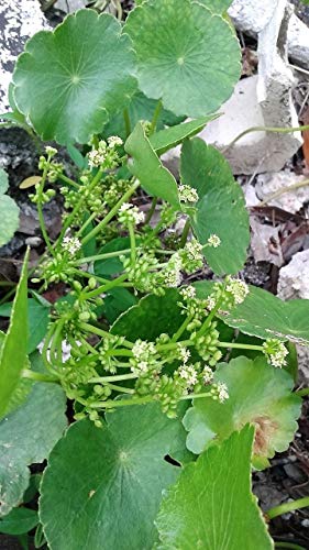Algopix Similar Product 20 - ENVIDESO  Pennywort 100 Seed Freh Thi