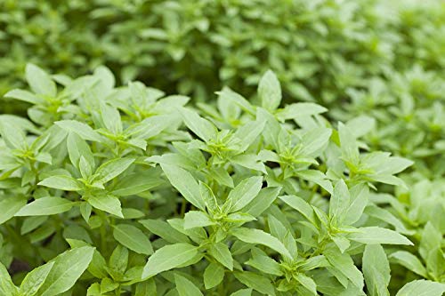 Algopix Similar Product 15 - ENVIDESO  5000 Lime Bail seed Exotic