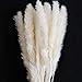 Algopix Similar Product 3 - Color Life 55 Pcs Dried Pampas