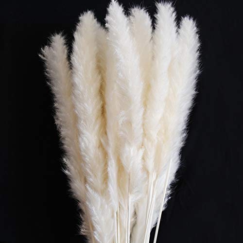 Algopix Similar Product 18 - Color Life 55 Pcs Dried Pampas