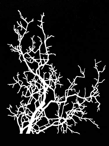 Algopix Similar Product 19 - 9 x 12 Delicate Bare Branch and Twigs