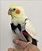 Algopix Similar Product 12 - Love Pets Love Parrot Bird Clothes