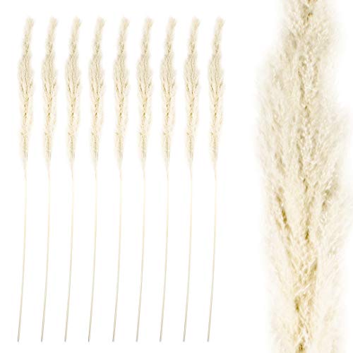 Algopix Similar Product 8 - Koyal Wholesale Tall Natural Dried