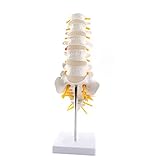 Algopix Similar Product 14 - Lumbar Vertebrae Vertebral Nerve Model