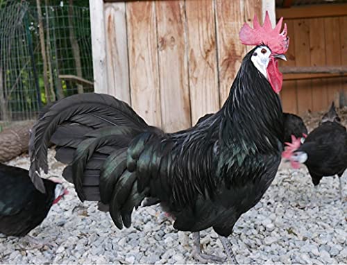 Algopix Similar Product 17 - White Face Black Spanish Fertile