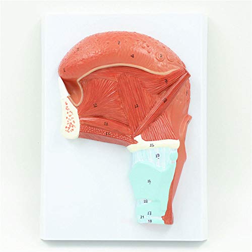 Algopix Similar Product 14 - Oral Muscle Tongue Anatomy Head Model