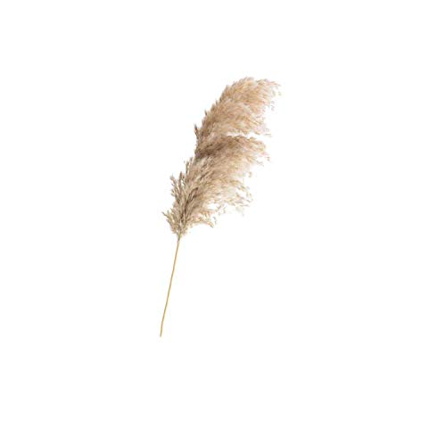 Algopix Similar Product 5 - 20 Pcs Dried Plants Pampas Grass