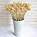 Algopix Similar Product 4 - 5060PCS Home Decoration Lagurus Ovatus
