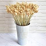Algopix Similar Product 5 - 5060PCS Home Decoration Lagurus Ovatus