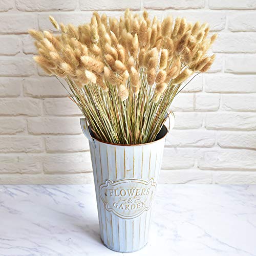 Algopix Similar Product 6 - 5060PCS Home Decoration Lagurus Ovatus