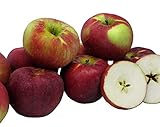 Algopix Similar Product 10 - Kauffman Orchards Cortland Apples