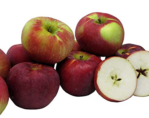 Algopix Similar Product 11 - Kauffman Orchards Cortland Apples