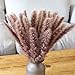 Algopix Similar Product 12 - XYXCMOR Dried Pampas Grass Fall Pampas