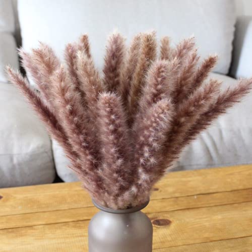 Algopix Similar Product 9 - XYXCMOR Dried Pampas Grass Fall Pampas