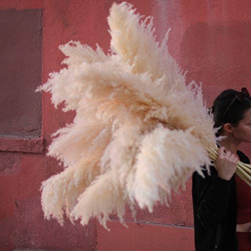 Algopix Similar Product 14 - mitushop Pampas Grass 3 CT  Natural