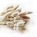 Algopix Similar Product 15 - Natural Dried Lagurus ovatus 100 Pcs