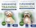 Algopix Similar Product 15 - Havanese Training