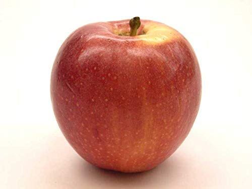 Algopix Similar Product 12 - Kauffman Orchards FreshPicked Gala