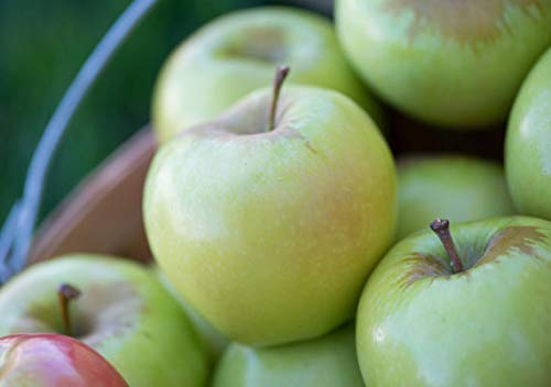 Algopix Similar Product 5 - Ginger Gold Apples Gift Box (14 Apples)