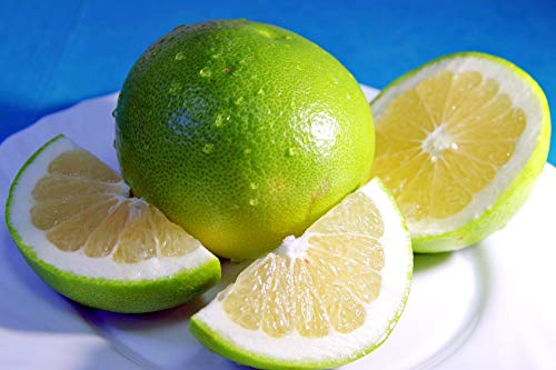 Algopix Similar Product 9 - Kejora Fresh Melogold Grapefruits 2 pcs