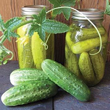 Algopix Similar Product 17 - ENVIDESO  1 m Seed of Alibi Cucumber