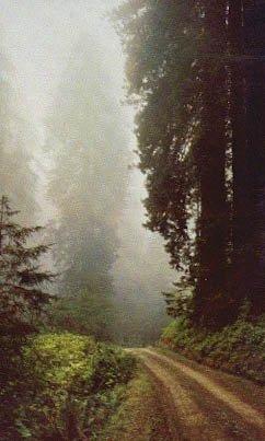 Algopix Similar Product 11 - Prairie Creek Redwoods State Park