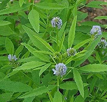 Algopix Similar Product 17 - ENVIDESO  1g / 50 seed of Fenugreek