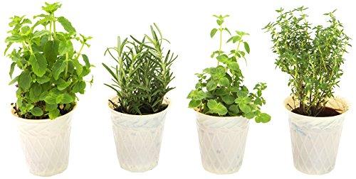 Algopix Similar Product 9 - KaBloom Live Plant Collection Herb