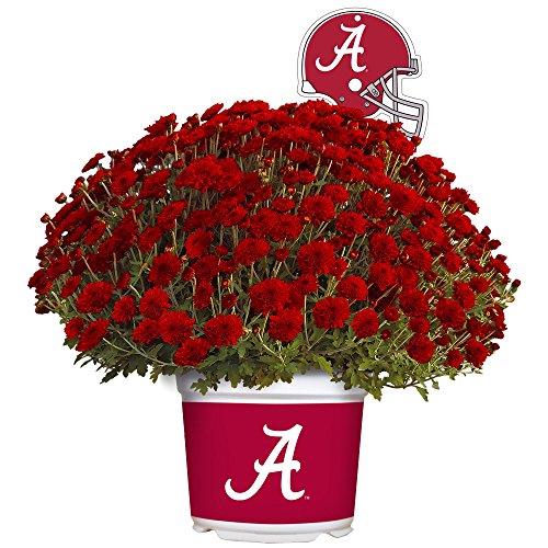 Algopix Similar Product 13 - Sporticulture Alabama Crimson Tide
