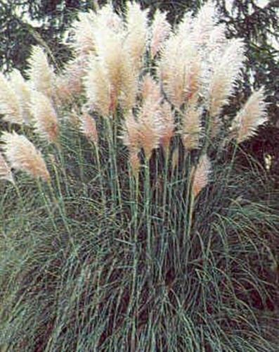 Algopix Similar Product 6 - Cortaderia Pampas Grass Selloana Pampas