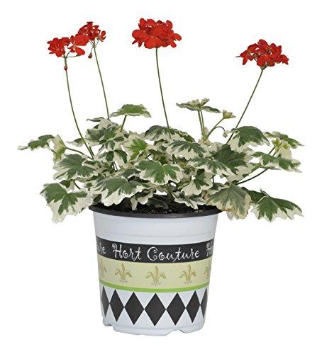 Algopix Similar Product 7 - Hort Couture 70mm Alocasia Sarian Live