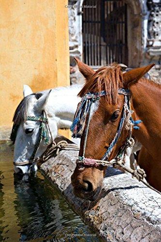 Algopix Similar Product 17 - Horses Drinking in Antigua Guatemala