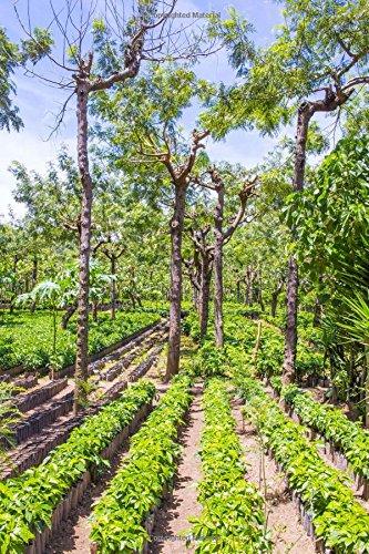 Algopix Similar Product 5 - Coffee Plantation in Antigua Guatemala