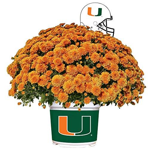 Algopix Similar Product 6 - Sporticulture Miami Hurricanes Color