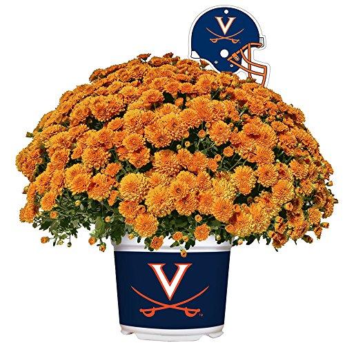 Algopix Similar Product 12 - Sporticulture Virginia Cavaliers Color