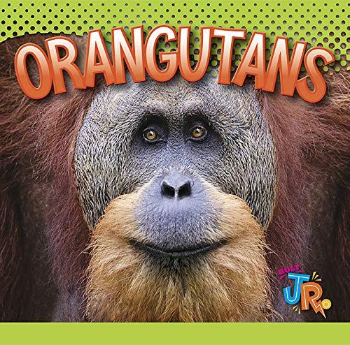 Algopix Similar Product 11 - Orangutans (Awesome Animal Lives)