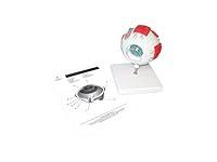 Algopix Similar Product 14 - Anatomy Human Eye with Sclera Model by