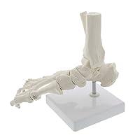 Algopix Similar Product 13 - MonMed Medical Models Life Size Foot