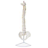 Algopix Similar Product 4 - MonMed Life Size Vertebral Column Model