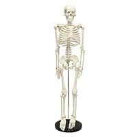 Algopix Similar Product 16 - MonMed Medical Skeleton Model 335in