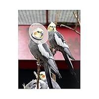 Algopix Similar Product 1 - KVP Bird E-Collar, 2.75-3.5"/6"