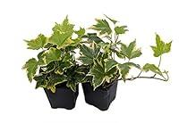 Algopix Similar Product 14 - Gold Child English Ivy  Hardy