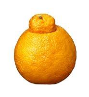Algopix Similar Product 9 - Mandarin Dekopon, 1 Each