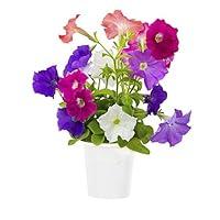 Algopix Similar Product 3 - Click  Grow Thyme Refill 3Pack for