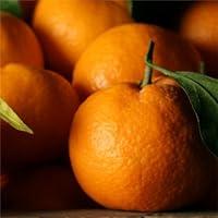 Algopix Similar Product 5 - Satsuma Mandarins - 2.5 lb